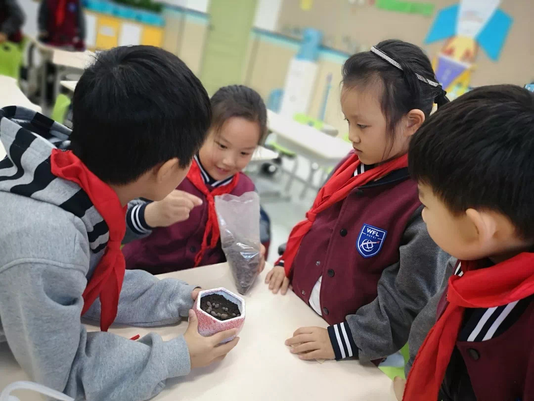 合肥上海世界外国语学校线上项目式学习乐趣多